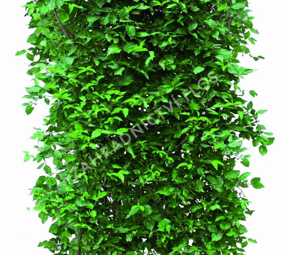 Dřín obecný - předpěstovaný živý plot - Cornus mas - předpěstovaný živý plot