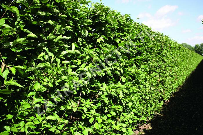 Dřín obecný - předpěstovaný živý plot - Cornus mas - předpěstovaný živý plot