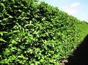 Dřín obecný - předpěstovaný živý plot - Cornus mas - předpěstovaný živý plot