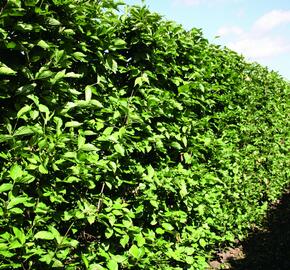 Dřín obecný - předpěstovaný živý plot - Cornus mas - předpěstovaný živý plot