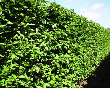 Dřín obecný - předpěstovaný živý plot