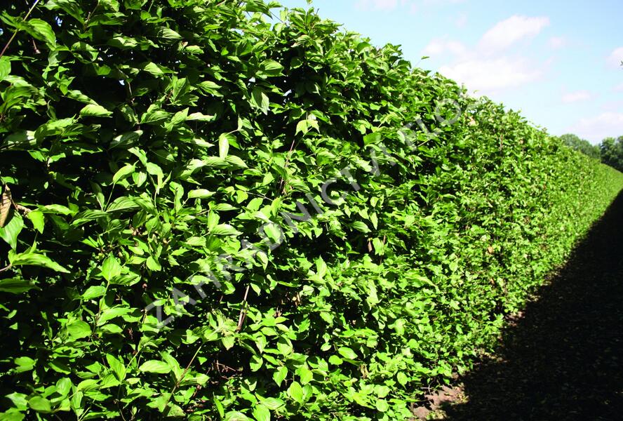 Dřín obecný - předpěstovaný živý plot - Cornus mas - předpěstovaný živý plot