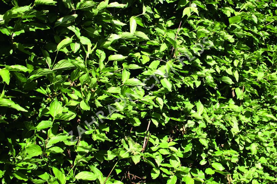 Dřín obecný - předpěstovaný živý plot - Cornus mas - předpěstovaný živý plot