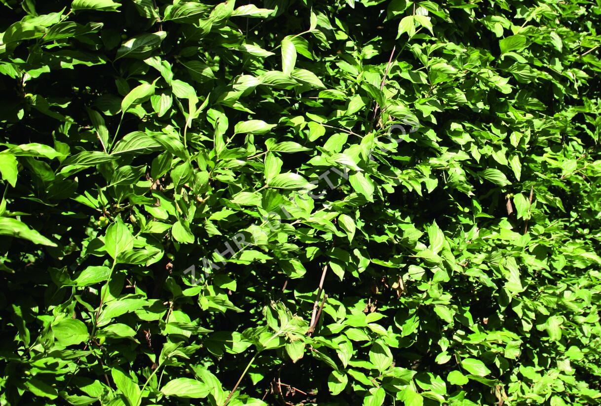 Dřín obecný - předpěstovaný živý plot - Cornus mas - předpěstovaný živý plot