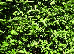 Dřín obecný - předpěstovaný živý plot - Cornus mas - předpěstovaný živý plot