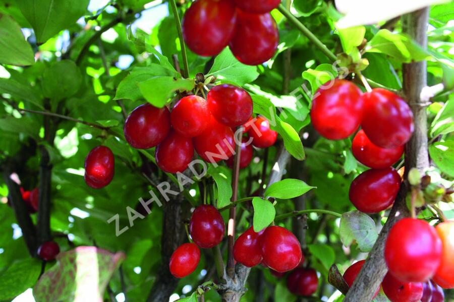 Dřín obecný - předpěstovaný živý plot - Cornus mas - předpěstovaný živý plot