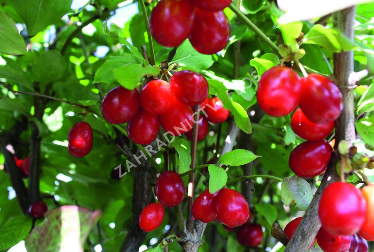 Dřín obecný - předpěstovaný živý plot - Cornus mas - předpěstovaný živý plot