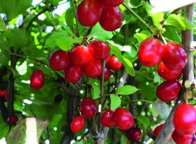 Dřín obecný - předpěstovaný živý plot - Cornus mas - předpěstovaný živý plot