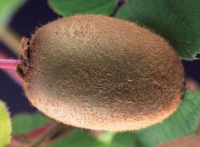 Aktinidie lahodná, kiwi - samosprašná 'Jenny' - předpěstovaný živý plot - Actinidia deliciosa 'Jenny' - předpěstovaný živý plot