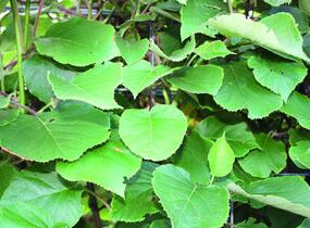 Aktinidie lahodná, kiwi - samosprašná 'Jenny' - předpěstovaný živý plot - Actinidia deliciosa 'Jenny' - předpěstovaný živý plot