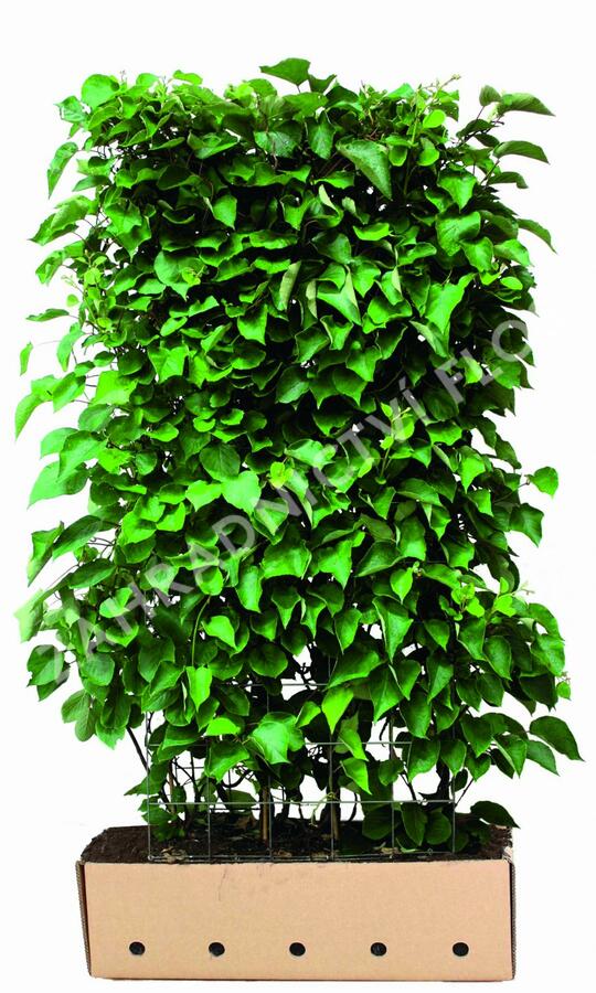 Aktinidie lahodná, kiwi - samosprašná 'Jenny' - předpěstovaný živý plot - Actinidia deliciosa 'Jenny' - předpěstovaný živý plot