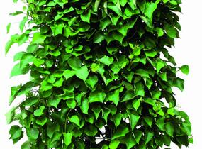 Aktinidie lahodná, kiwi - samosprašná 'Jenny' - předpěstovaný živý plot - Actinidia deliciosa 'Jenny' - předpěstovaný živý plot