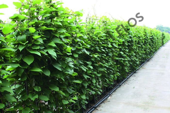 Aktinidie lahodná, kiwi - samosprašná 'Jenny' - předpěstovaný živý plot - Actinidia deliciosa 'Jenny' - předpěstovaný živý plot