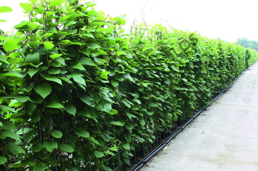 Aktinidie lahodná, kiwi - samosprašná 'Jenny' - předpěstovaný živý plot - Actinidia deliciosa 'Jenny' - předpěstovaný živý plot