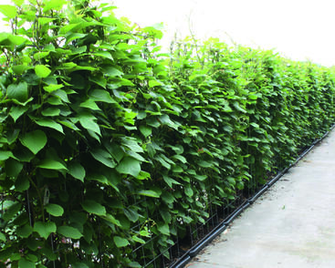 Aktinidie lahodná, kiwi - samosprašná 'Jenny' - předpěstovaný živý plot