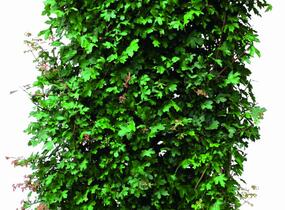 Javor babyka - předpěstovaný živý plot - Acer campestre - předpěstovaný živý plot