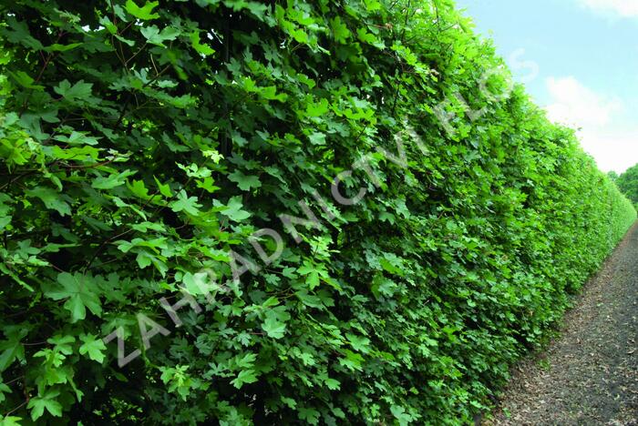 Javor babyka - předpěstovaný živý plot - Acer campestre - předpěstovaný živý plot