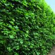 Javor babyka - předpěstovaný živý plot - Acer campestre - předpěstovaný živý plot