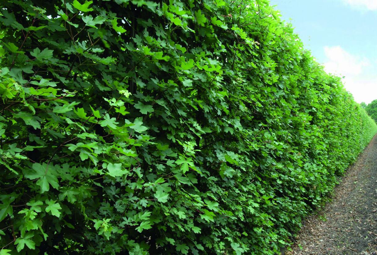 Javor babyka - předpěstovaný živý plot - Acer campestre - předpěstovaný živý plot
