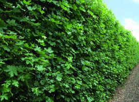 Javor babyka - předpěstovaný živý plot - Acer campestre - předpěstovaný živý plot