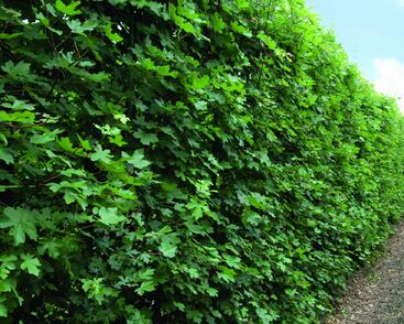 Javor babyka - předpěstovaný živý plot