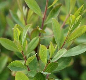 Vřesna bahenní - Myrica gale