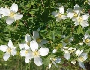 Pustoryl 'Silberregen' - Philadelphus 'Silberregen'
