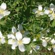 Pustoryl 'Silberregen' - Philadelphus 'Silberregen'