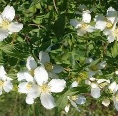 Pustoryl 'Silberregen' - Philadelphus 'Silberregen'