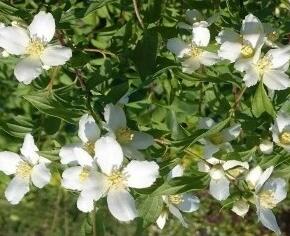 Pustoryl 'Silberregen' - Philadelphus 'Silberregen'