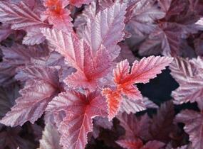 Tavola kalinolistá 'Red Esquire' - Physocarpus opulifolius 'Red Esquire'
