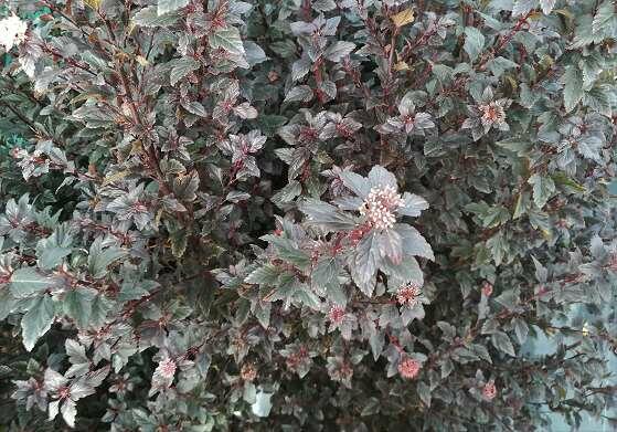 Tavola kalinolistá 'Little Joker' - Physocarpus opulifolius 'Little Joker'