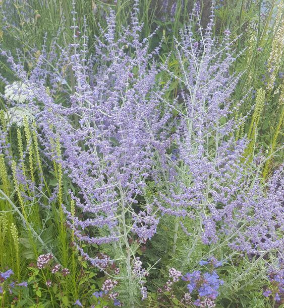 Perovskie lebedolistá 'Blue Spritzer' - Perovskia atriplicifolia 'Blue Spritzer'