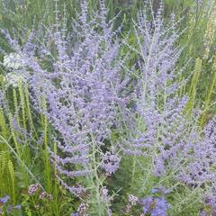 Perovskie lebedolistá 'Blue Spritzer' - Perovskia atriplicifolia 'Blue Spritzer'