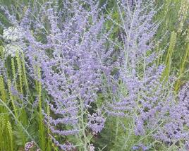 Perovskie lebedolistá 'Blue Spritzer'
