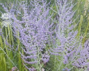 Perovskie lebedolistá 'Blue Spritzer'