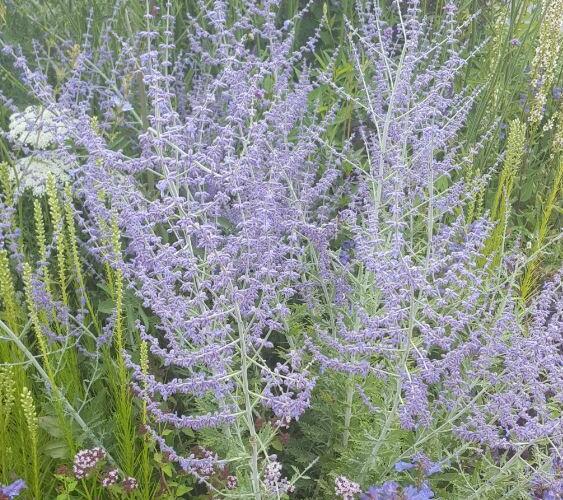 Perovskie lebedolistá 'Blue Spritzer' - Perovskia atriplicifolia 'Blue Spritzer'