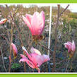Šácholan liliokvětý 'Heaven Scent' - Magnolia liliiflora 'Heaven Scent'