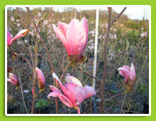 Šácholan liliokvětý 'Heaven Scent' - Magnolia liliiflora 'Heaven Scent'