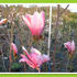 sacholan-liliokvety-heaven-scent.jpg
