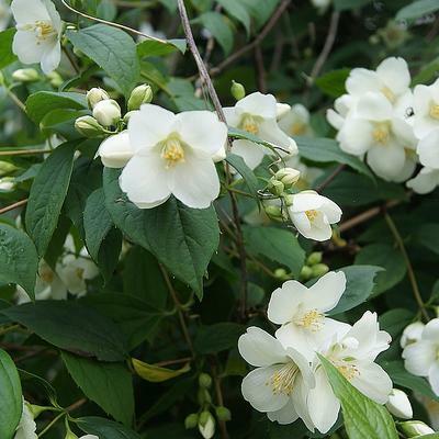 Pustoryl 'Bouquet Blanc' - Philadelphus 'Bouquet Blanc'