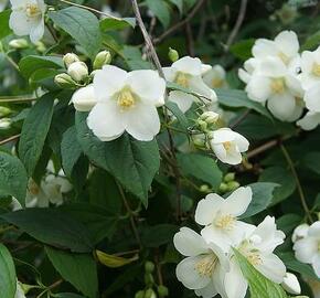 Pustoryl 'Bouquet Blanc' - Philadelphus 'Bouquet Blanc'