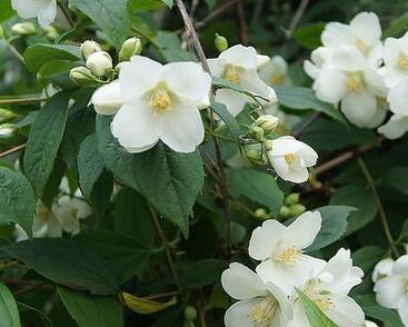 Pustoryl 'Bouquet Blanc'