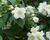 Pustoryl 'Bouquet Blanc'