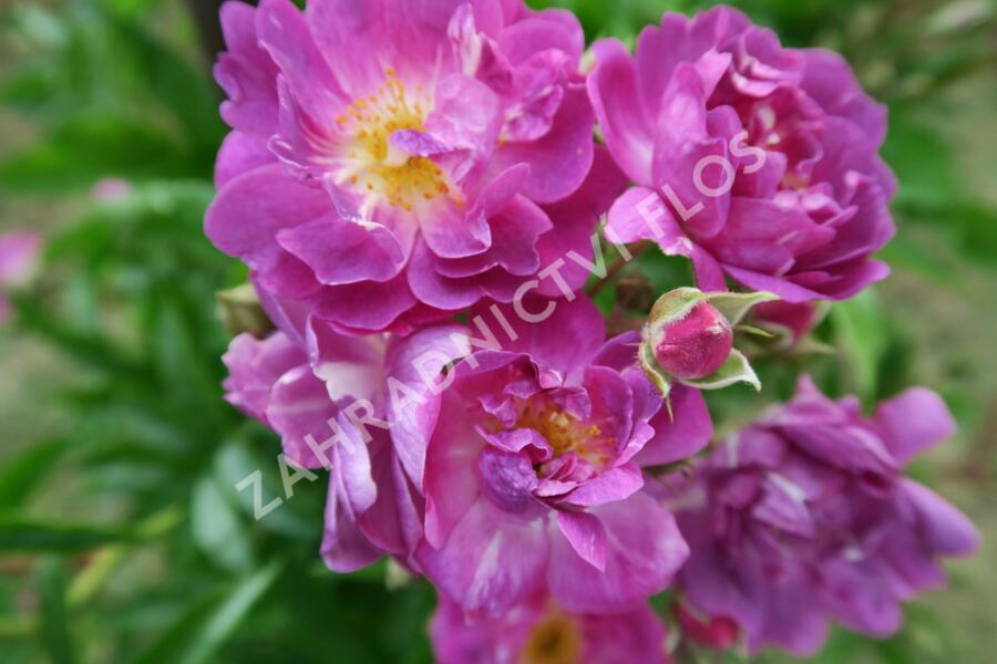 Růže pnoucí 'Veilchenblau' - Rosa PN 'Veilchenblau'