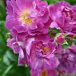 Růže pnoucí 'Veilchenblau' - Rosa PN 'Veilchenblau'