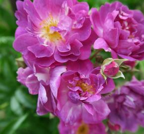 Růže pnoucí 'Veilchenblau' - Rosa PN 'Veilchenblau'