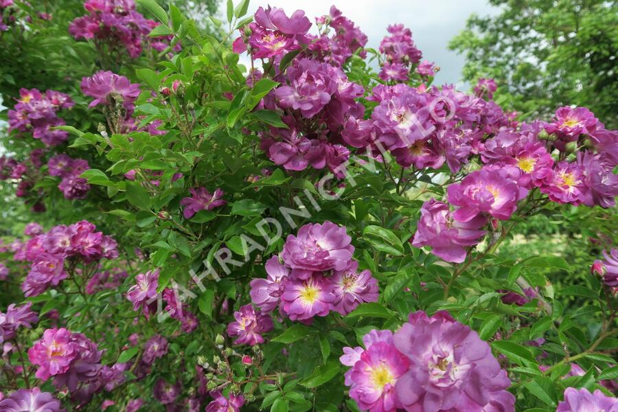 Růže pnoucí 'Veilchenblau' - Rosa PN 'Veilchenblau'