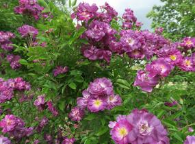 Růže pnoucí 'Veilchenblau' - Rosa PN 'Veilchenblau'