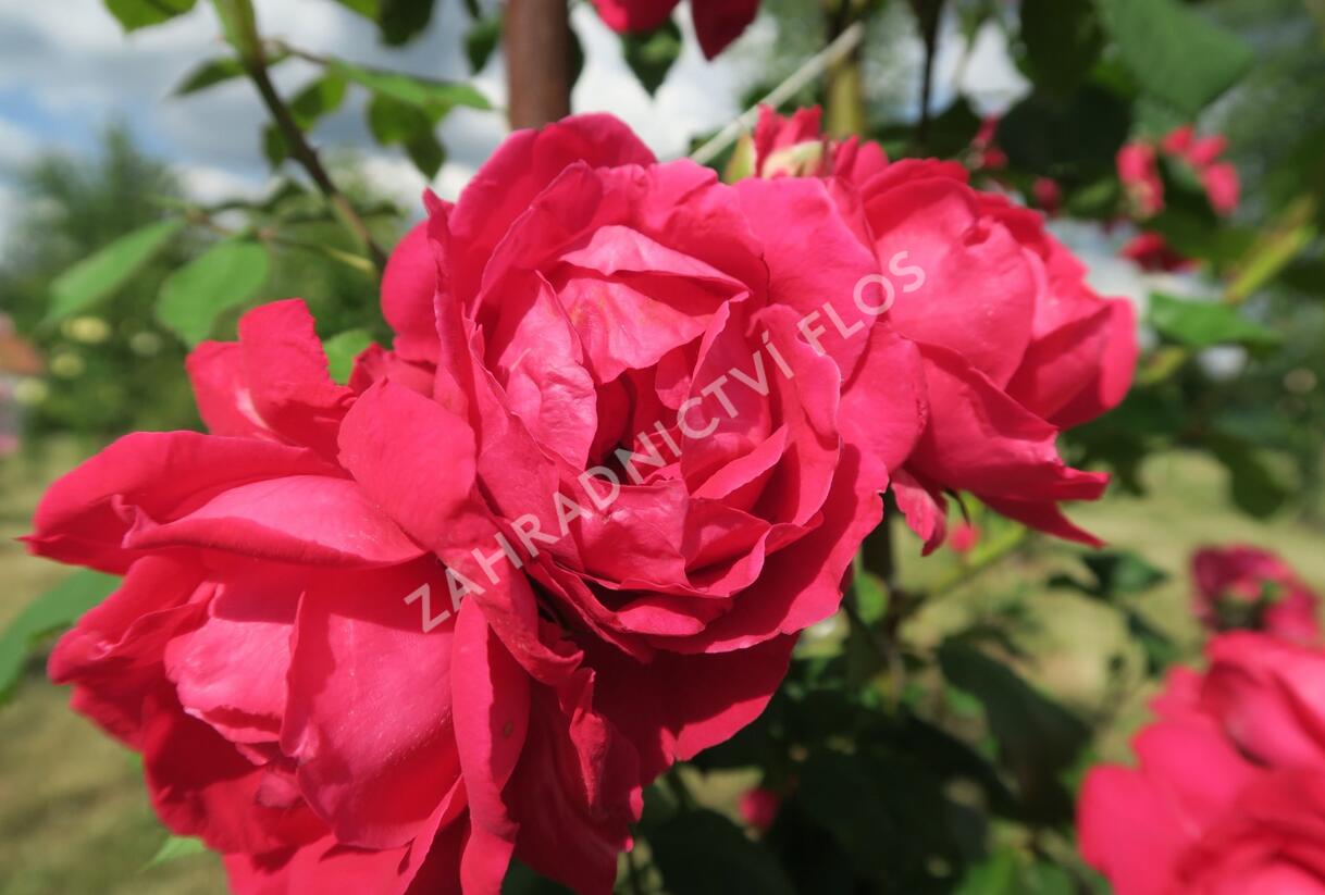 Růže pnoucí Kordes 'Paul's Scarlet Climber' - Rosa PN 'Paul's Scarlet Climber'